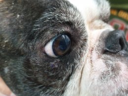 น้องหมา  ระคายเคืองตาหรือมีขี้ตาผิดปกติ ห้ามมองข้าม 